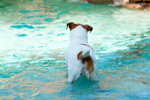 Jack Russell terrier dog swimming in aqua blue pool.