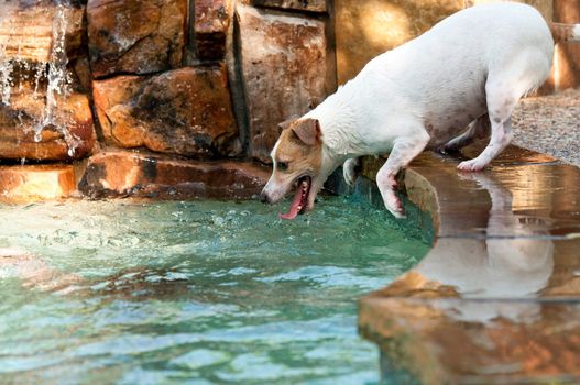 Jack Russell terrier dog swimming in aqua blue pool.