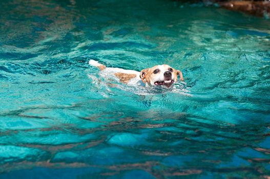 Jack Russell terrier dog swimming in aqua blue pool.