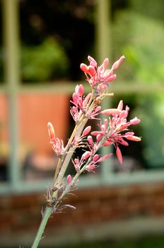 Close-up of red yucca in front of home windows.