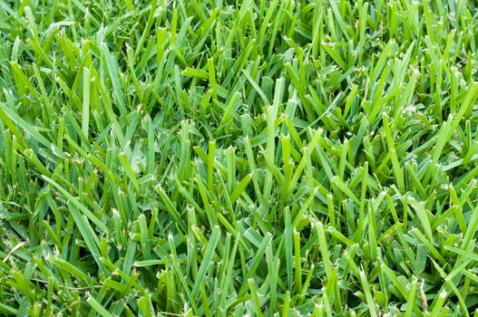 Background of saint augustine grass.