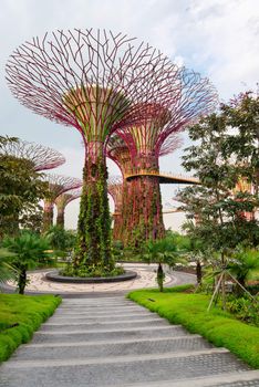 The artificial super tree grove as a vertical gardens at Gardens by the Bay, Singapore. 