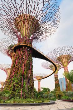 The artificial super tree grove as a vertical gardens with Skyway walking path bridge at Gardens by the Bay, Singapore. 