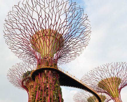 The artificial super tree grove as a vertical gardens with Skyway walking path bridge at Gardens by the Bay, Singapore. 