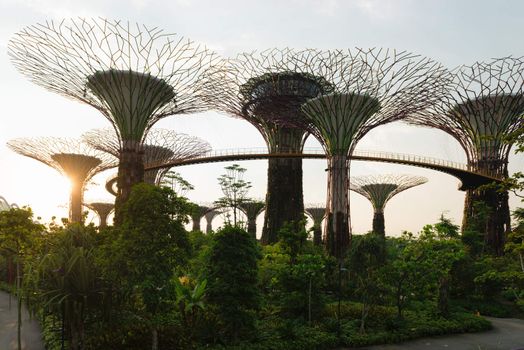 Silhouette of artificial supertree grove as a vertical gardens at Gardens by the Bay, Singapore. 