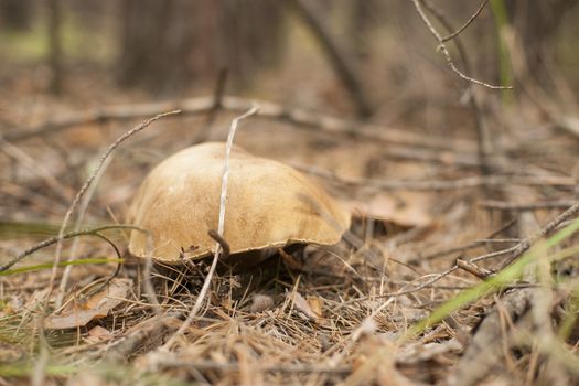 Forest mushrooms in the grass