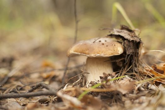 Forest mushrooms in the grass