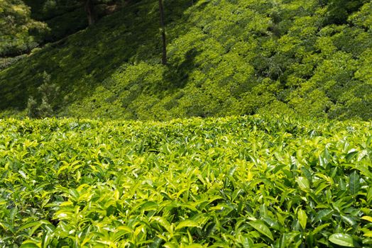 Fresh green tea plantation field at Nuwara Eliya, Sri Lanka, Ceylon