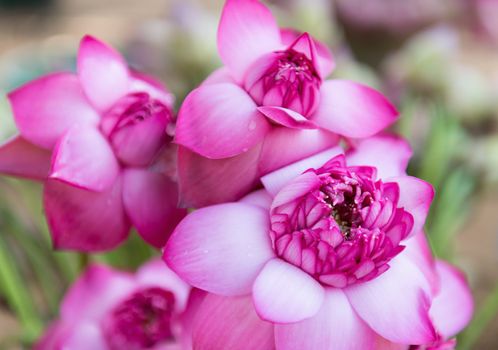 Pink fresh lotus bud flower. Selective focus on the front flower part.