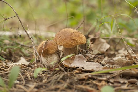 Forest mushrooms in the grass