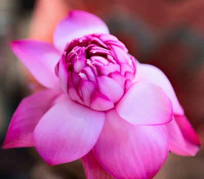 Pink fresh lotus bud flower. Selective focus on the front flower part.