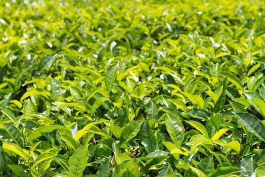 Fresh green tea plantation field at Nuwara Eliya, Sri Lanka, Ceylon