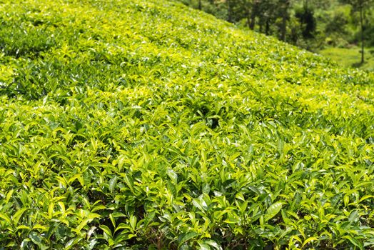 Fresh green tea plantation field at Nuwara Eliya, Sri Lanka, Ceylon