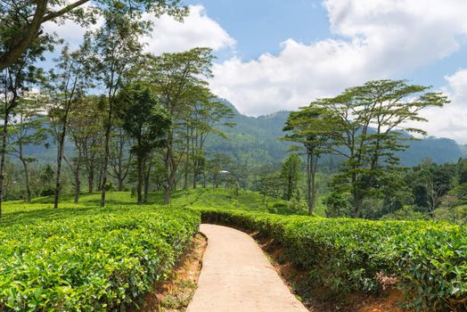 Path in fresh green tea plantation field at mountains of Nuwara Eliya, Sri Lanka, Ceylon