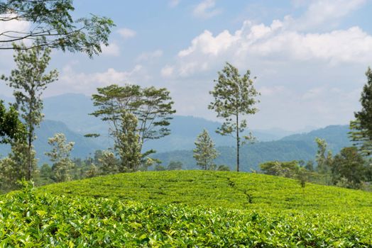 Fresh green tea plantation field at mountains of Nuwara Eliya, Sri Lanka, Ceylon. Focus on the front leaves