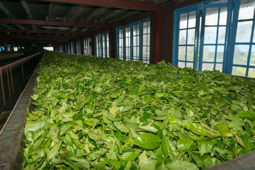 Fresh green tea crop drying on long warm surface inside of tea factory for withering