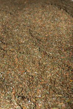 Crumbled up unsorted fresh green tea crop on tea factory for fermentation