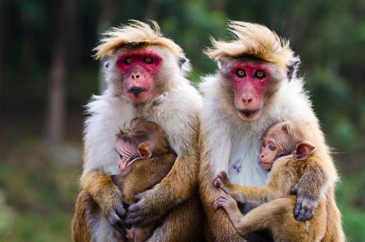 Monkey family with two babies. Red faces macaque (Macaca fuscata).