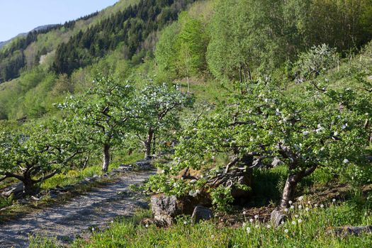 The pictures are from the western part of Norway, where the narrow fjords and mountain scenery make wild overwhelming.