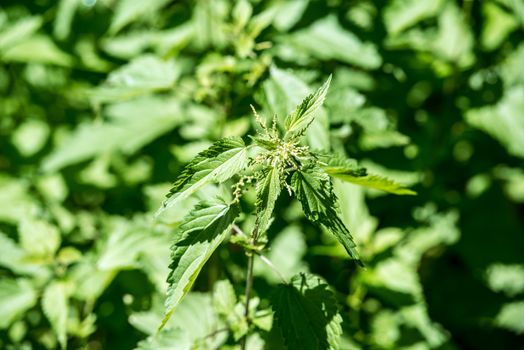 stinging nettle - closeup with shallow depth of field against green background with great shadows