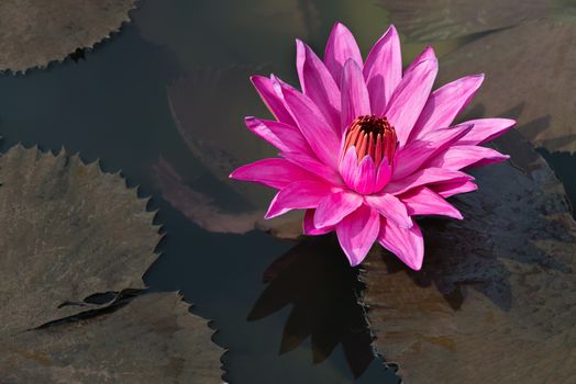 Flower fuchsia-colored Nymphaea nouchali star lotus or water lily in water pond