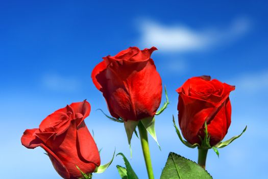 rose red