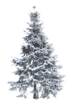 Fur-tree on the white isolated background