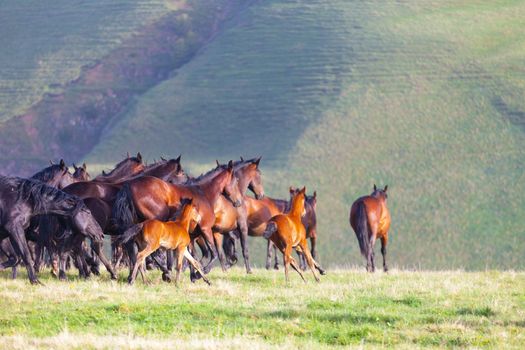 Herd of horses on a summer pasture. Elbrus, Caucasus, Karachay-Cherkessia