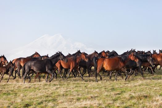 Herd of horses on a summer pasture. Elbrus, Caucasus, Karachay-Cherkessia