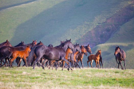 Herd of horses on a summer pasture. Elbrus, Caucasus, Karachay-Cherkessia