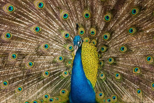 Close up of peacock showing its beautiful feathers