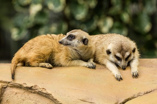 Two meerkat resting on ground in zoo, Thailand