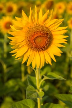 Portrait beautiful yellow sunflower field in Thailand