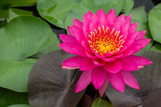 beautiful pink waterlily