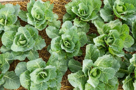 Closeup cabbage seedlings grown in a field