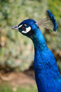 peacock