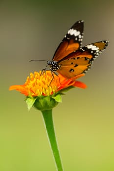 Closeup Monarch Butterfly feeding on orange flower