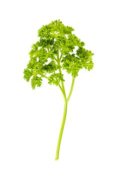 isolated branch of parsley