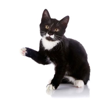 Black and white kitten. Curious kitten. Kitten on a white background. Small predator.