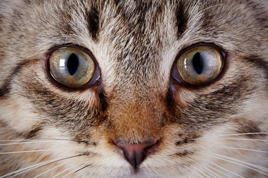 Eyes of a gray striped kitten. Muzzle of a gray striped kitten. Striped Small kitten. Muzzle of a gray striped kitten. Striped not purebred kitten. Kitten on a white background. Small predator. Small cat.