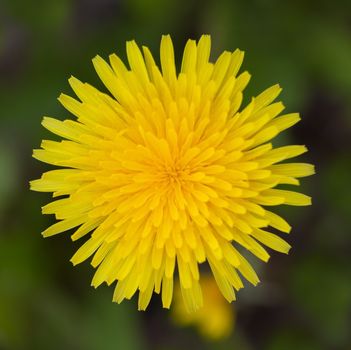 Yellow dandelion close up on grass. top view