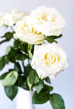 bouquet of beautiful and tenderly white roses