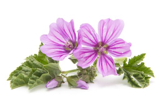 Freshly harvested mallow flowers on white background