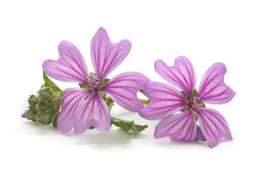 Freshly harvested mallow flowers on white background