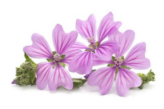 Freshly harvested mallow flowers on white background