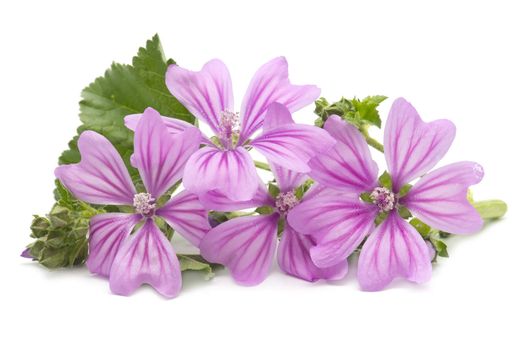 Freshly harvested mallow flowers on white background