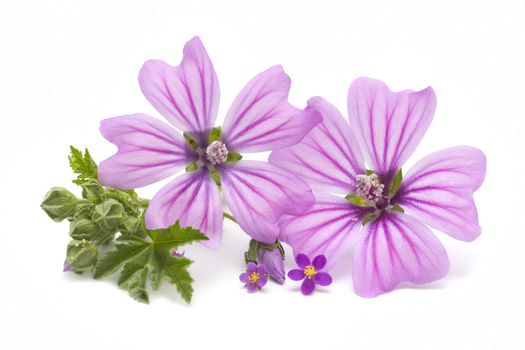 Freshly harvested mallow flowers on white background