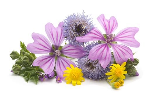 freshly harvested wild flowers on a white background