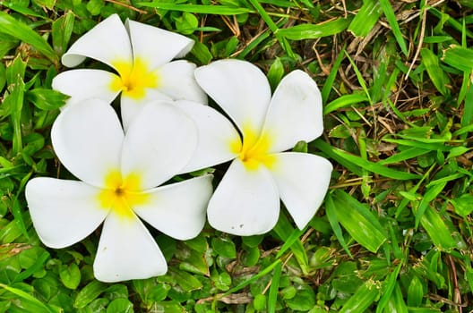 Tropical flower on grass field