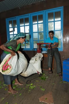 NUWARA ELIYA, SRI LANKA - APR 18: Female worker brings tea leaf crop on Blue Field Tea Garden PVT tea factory for weighing on Apr 18, 2013 in Nuwara Eliya, Sri Lanka. 